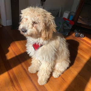 Meet your Posher, Caitlin